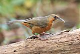 Rusty-cheeked Scimitar-Babbler